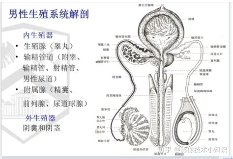 男性 生殖器|男性器